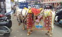 071_StreetsOfJaipur06